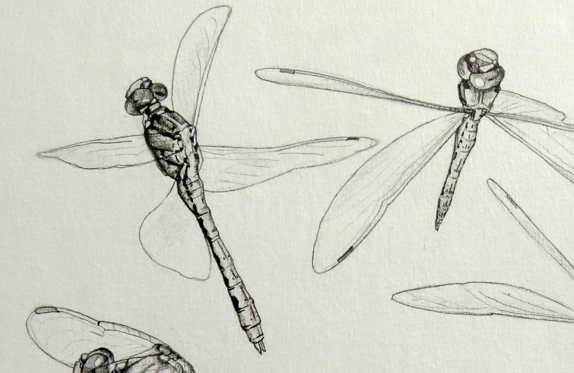 Dragonfly Illustrations - My Personal Space